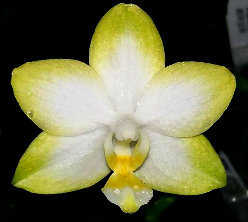 Phalaenopsis Yuan Shan Sweet Girl