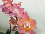 Phalaenopsis Miki Pink Dawn 'DB2331'