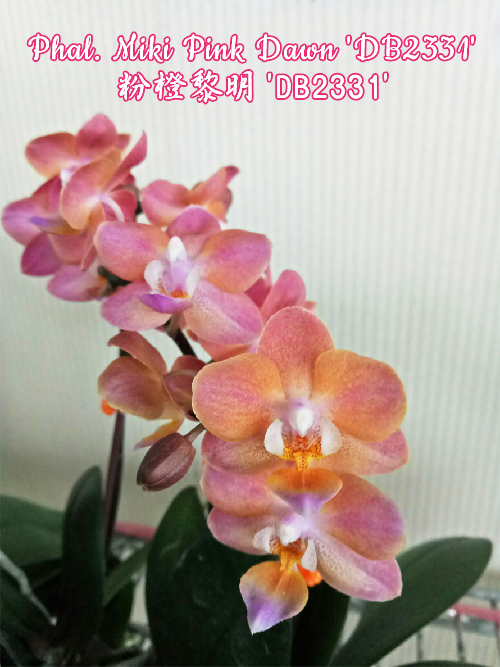 Phalaenopsis Miki Pink Dawn 'DB2331'