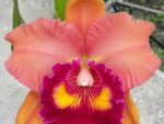 Rhyncholaeliocattleya Focus Taiwan 'Persimmon'