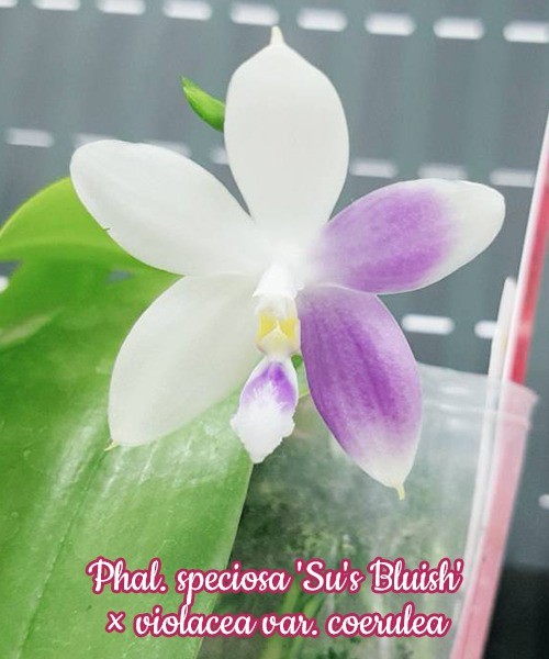 Phalaenopsis speciosa 'Su's Bluish' × violacea var. coerulea