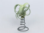 Tillandsia 'Curly Slim'