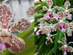 Vanda tricolor
