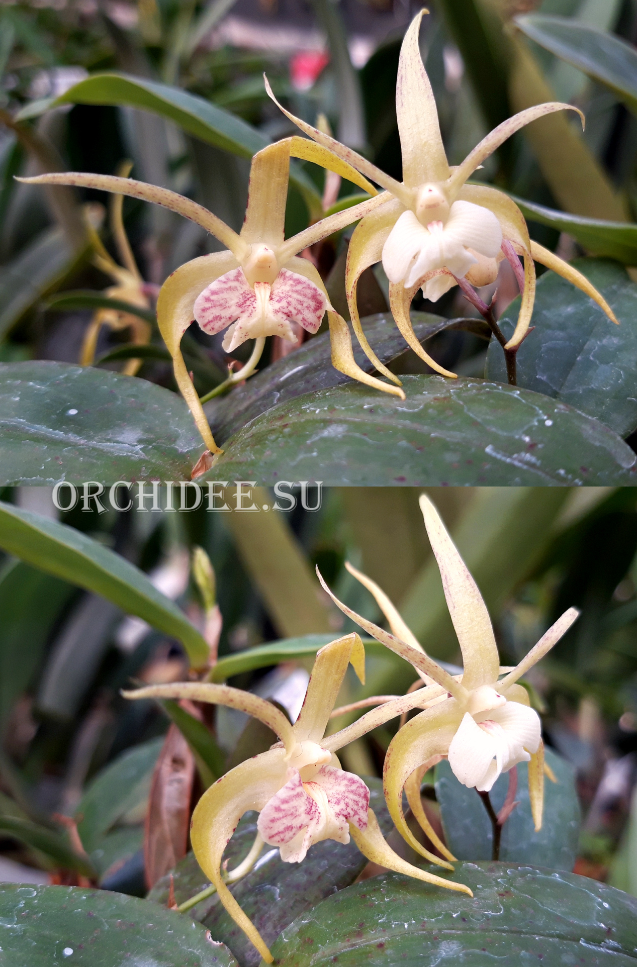 Dendrobium aberrans x tetragonum