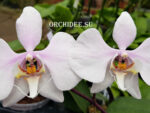 Phalaenopsis amabilis 'Surabaya'