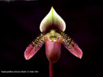 Paphiopedilum ciliolare