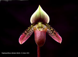 Paphiopedilum ciliolare