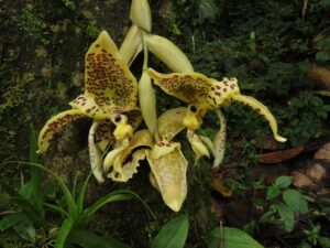 Stanhopea costaricensis