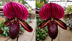 Paphiopedilum Maudiae Vinicolor dark