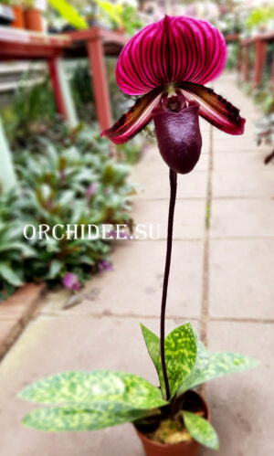 paph_vinicolor(02)