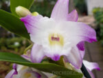 Dendrobium Sea Mary