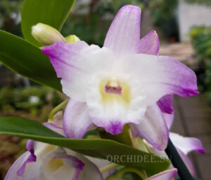 Dendrobium Sea Mary