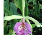 Brassocattleya Saint Andre 'Itaborai'