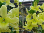 Dendrobium Green Surprise 'Windy'