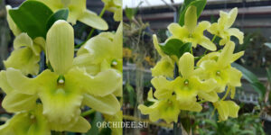 Dendrobium Green Surprise 'Windy'