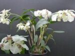 Dendrobium eximium x rhodostictum
