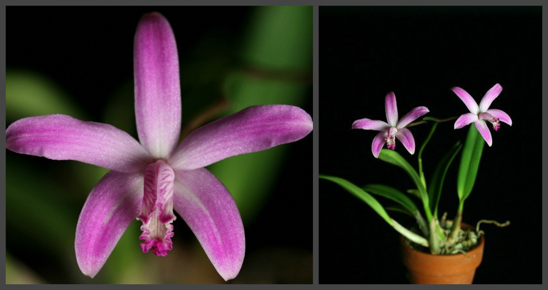 Laelia crispilabia