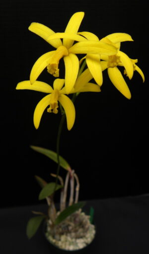 Laelia flava