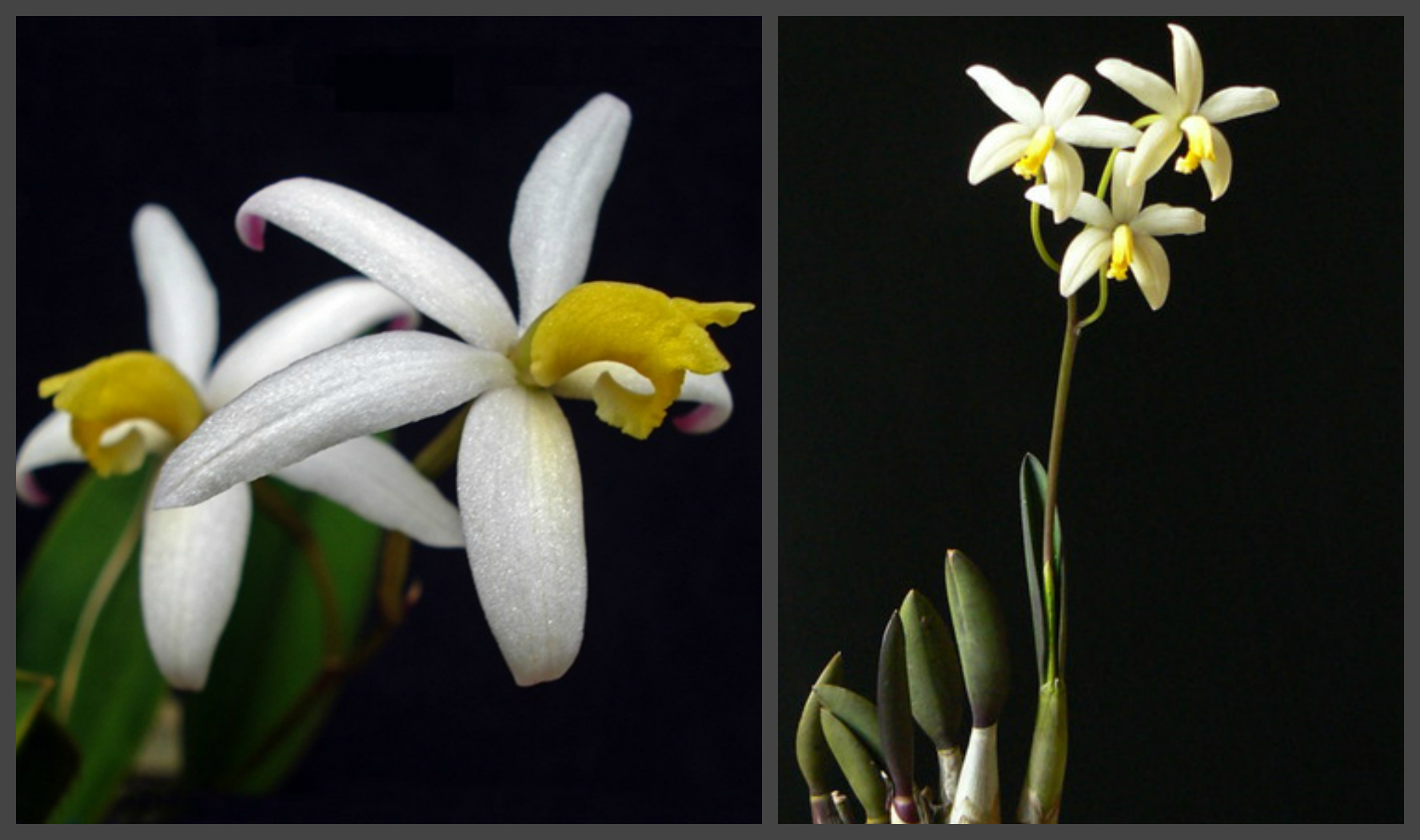 Laelia fourneri