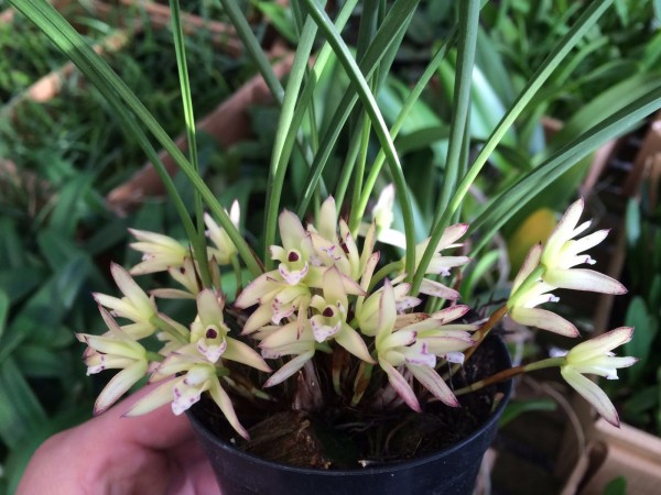 Maxillaria kautskyi