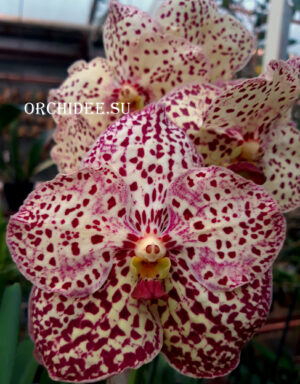 Vanda Ocelot Sienna