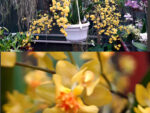 Oncidium Tiny Twinkle 'Golden Fragrance'