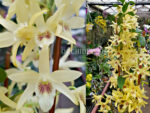 Dendrobium Stardust 'Chyomi'