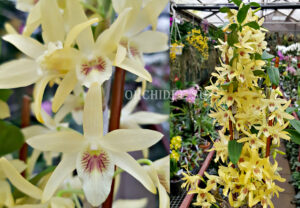 Dendrobium Stardust 'Chyomi'