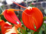 Masdevallia BV Orange