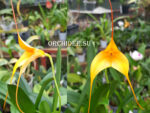 Masdevallia BV Yellow