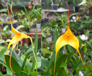 Masdevallia BV Yellow