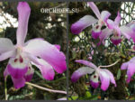 Dendrobium linawianum x sib