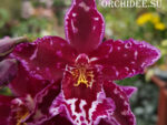 Odontoglossum hybrid