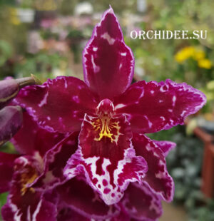 Odontoglossum hybrid