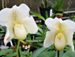Paphiopedilum Mrs White