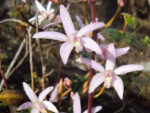 Laelia alvarenguensis