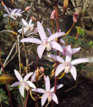 Laelia alvarenguensis