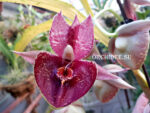 Catasetum Orchidglade