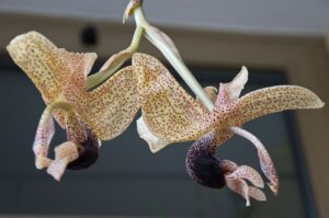 Stanhopea platyceras