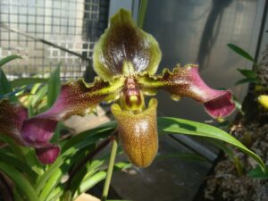 Paphiopedilum hirsutissimum