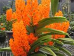 Ascocentrum miniatum