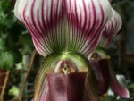 Paphiopedilum callosum