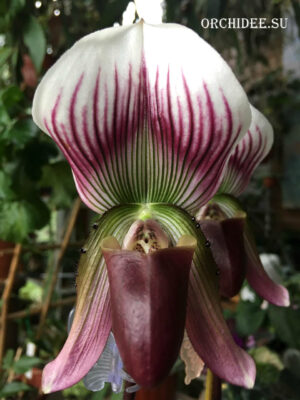 Paphiopedilum callosum