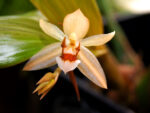 Coelogyne lentiginosa x monilirachis