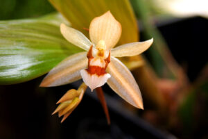 Coelogyne lentiginosa x monilirachis