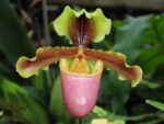 Paphiopedilum hermannii