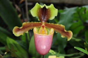 Paphiopedilum hermannii