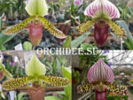 Paphiopedilum Macabre