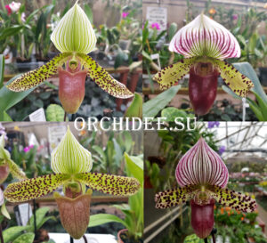 Paphiopedilum Macabre