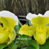 Paphiopedilum Sorcerer's Stone